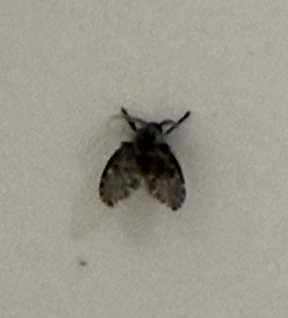 Drain fly in bathroom sink close-up